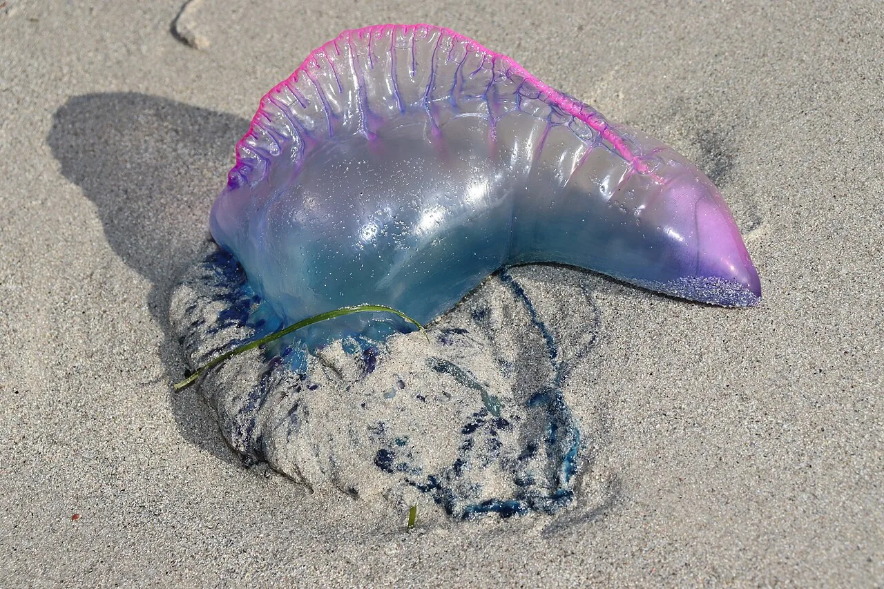 Een aangespoelde caravela-portuguesa op het zand: een doorschijnend blauw-paars blaasje met roze rand en donkerblauwe tentakels in het zand