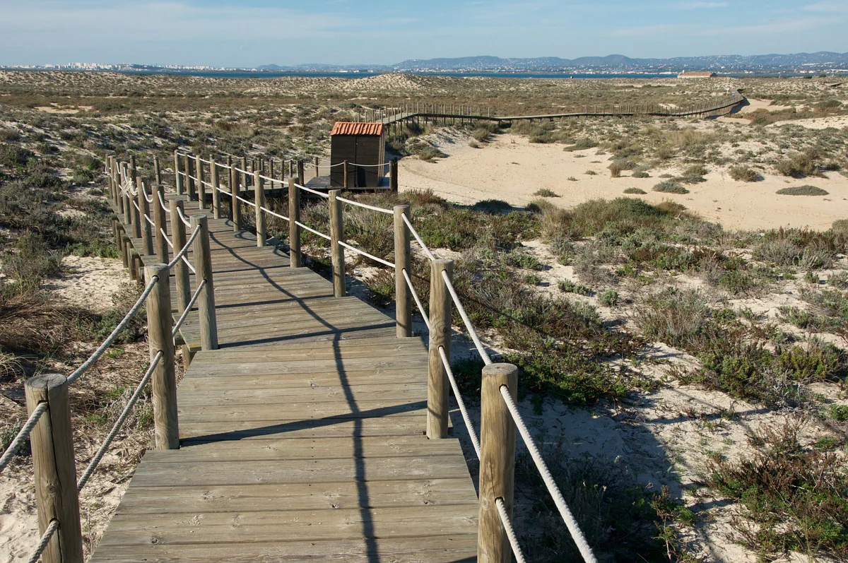 Een houten vlonderpad loopt over de duinen naar het strand, met laag struikgewas aan weerszijden