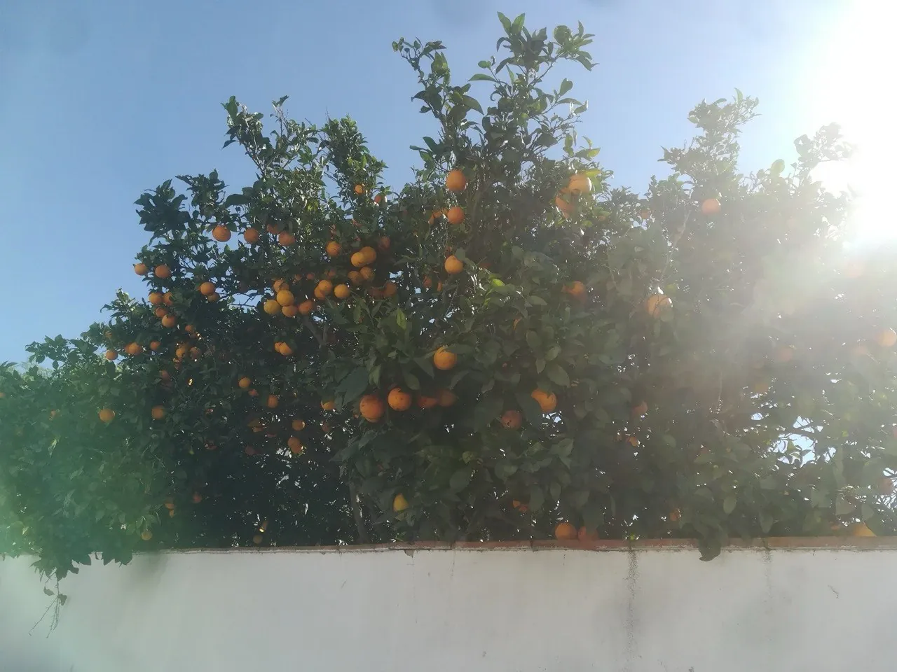 Sinaasappelboom vol rijpe vruchten die over een witte tuinmuur hangt in Manta Rota