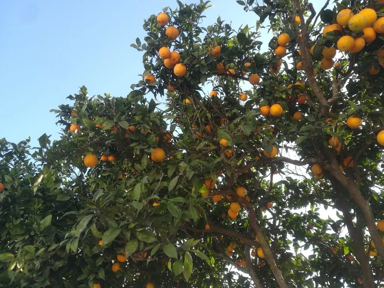 Rijpe sinaasappels aan de takken van een citrusboom tegen een blauwe hemel in Manta Rota
