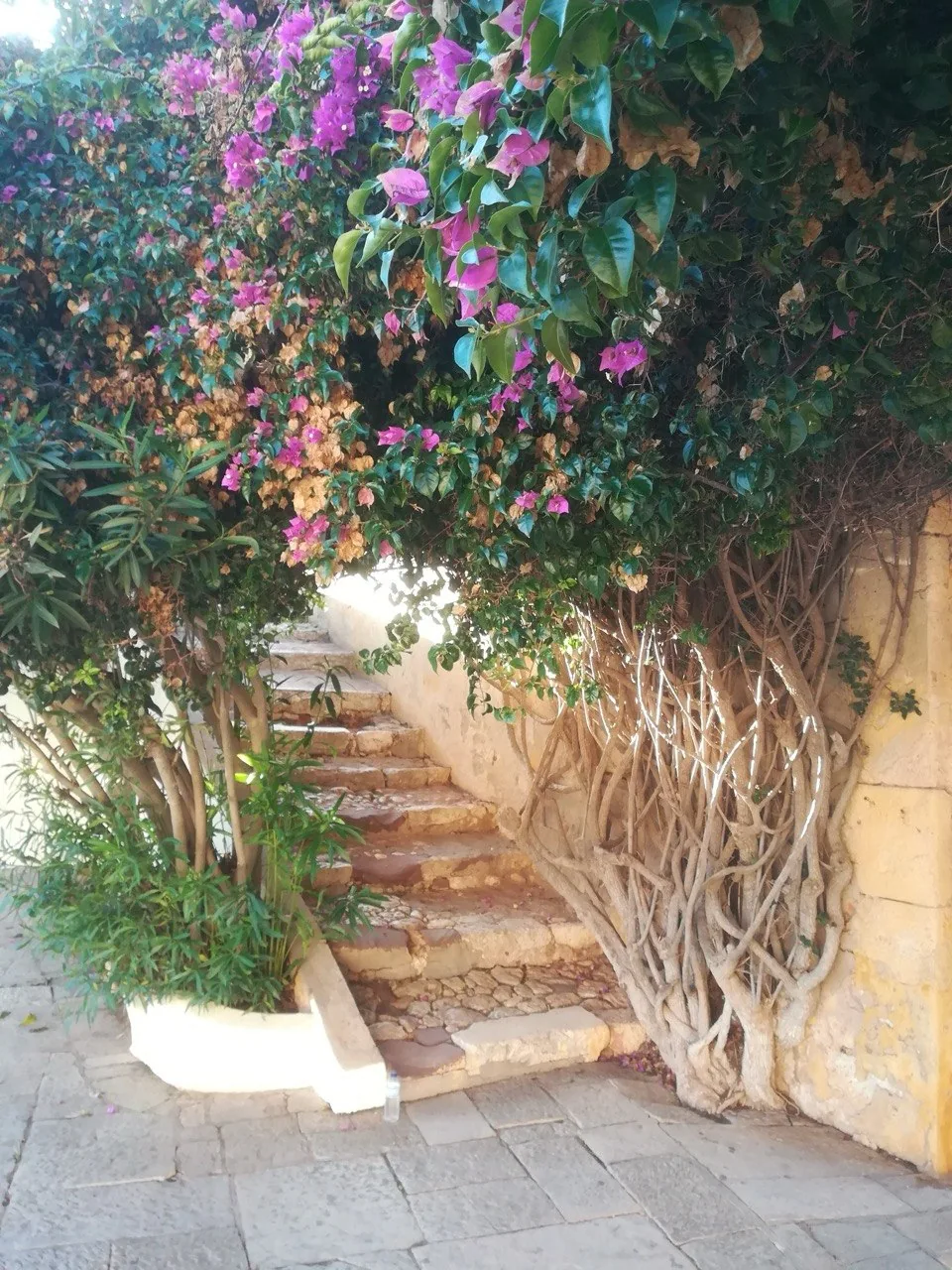 Een trap tussen witte muren, overwoekerd door bougainville met roze bloemen, bij het fort van Portimão