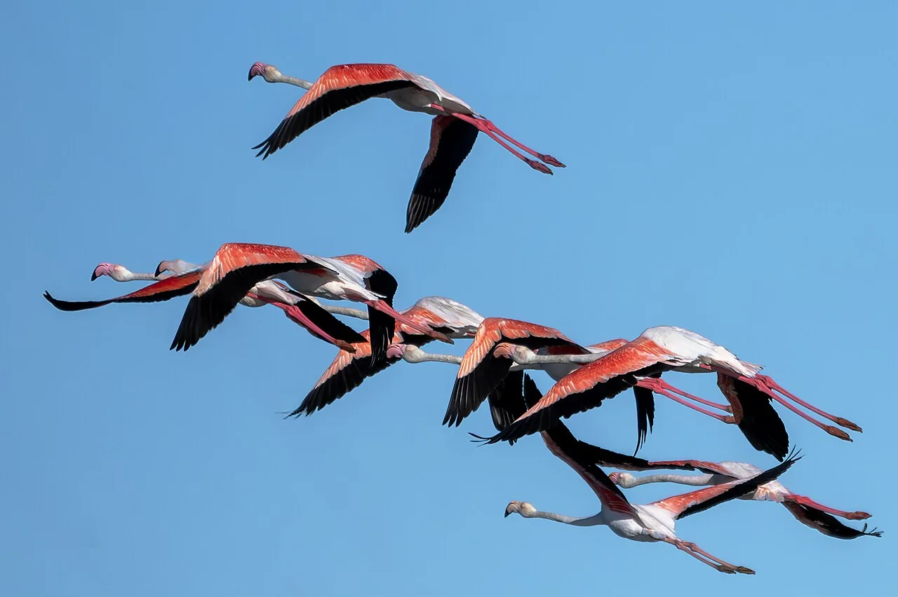 Een groep flamingo's vliegt laag over de Ria Formosa in het ochtendlicht